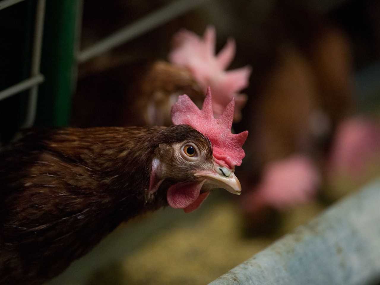 Europe could soon see the end of the worst effects of factory farming