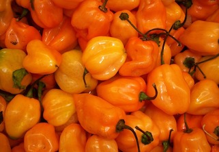 Orange habanero peppers