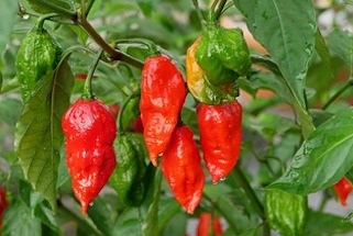 Red and green ghost peppers on the plant