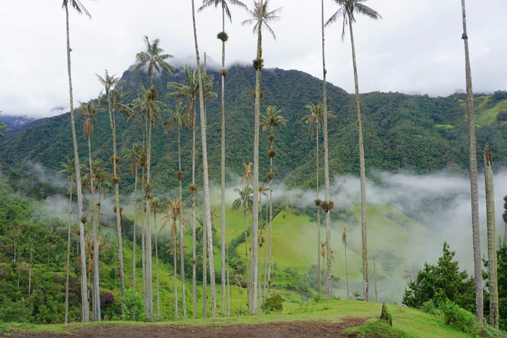 Quindio Travel Guide: The Ultimate Guide to Travel