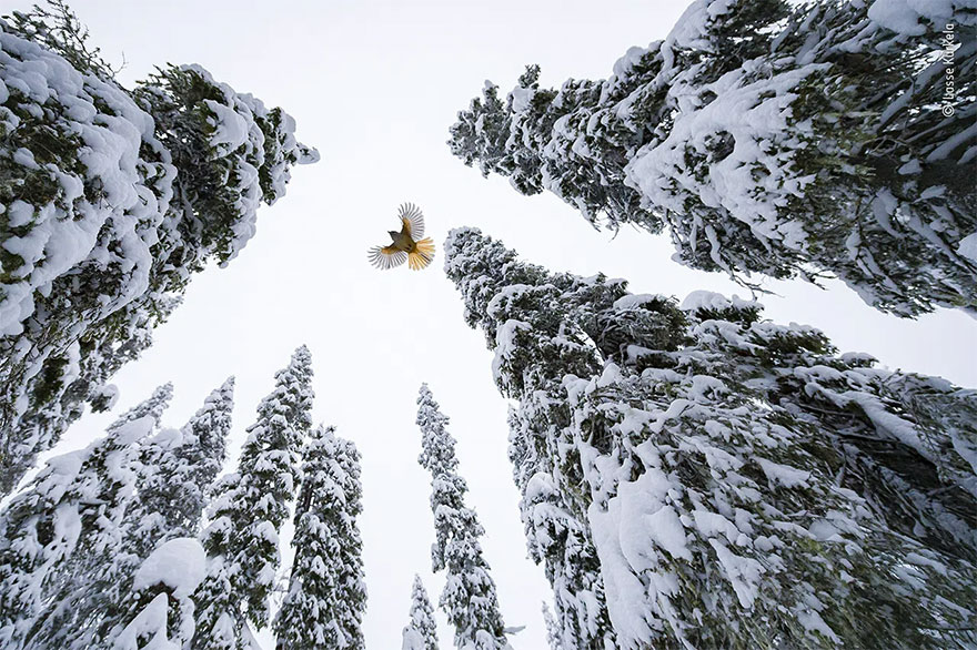 Category Winner. 15-17 Years: 'High-Flying Jay' By Lasse Kurkela