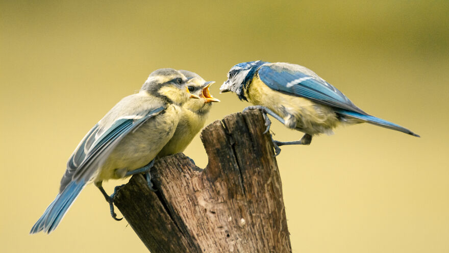 Belgian Photographer Captures 40 Perfectly Timed Animal Photos