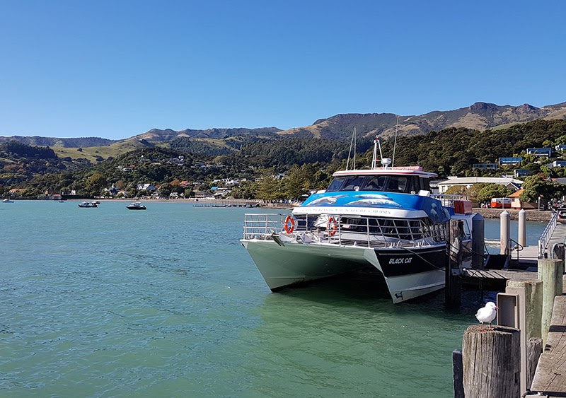 Cruise to Akaroa, New Zealand Top 10 Things To Do In Akaroa