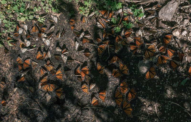 A large number of black and orange butterflies on the muddy ground.