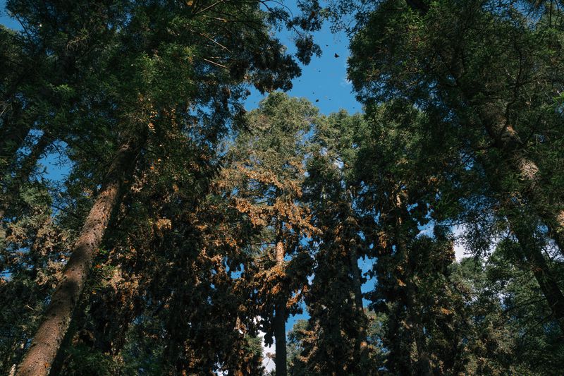 A forest of tall trees covered in butterflies.