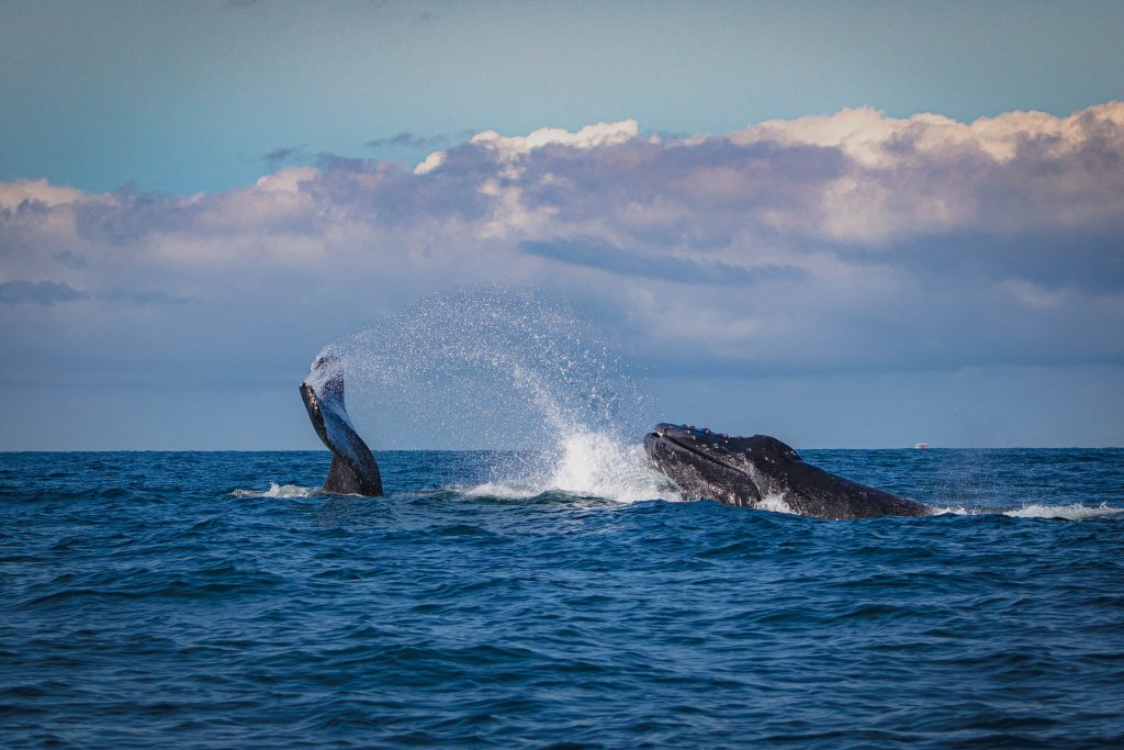 Consider these Things Before You Go Whale Watching