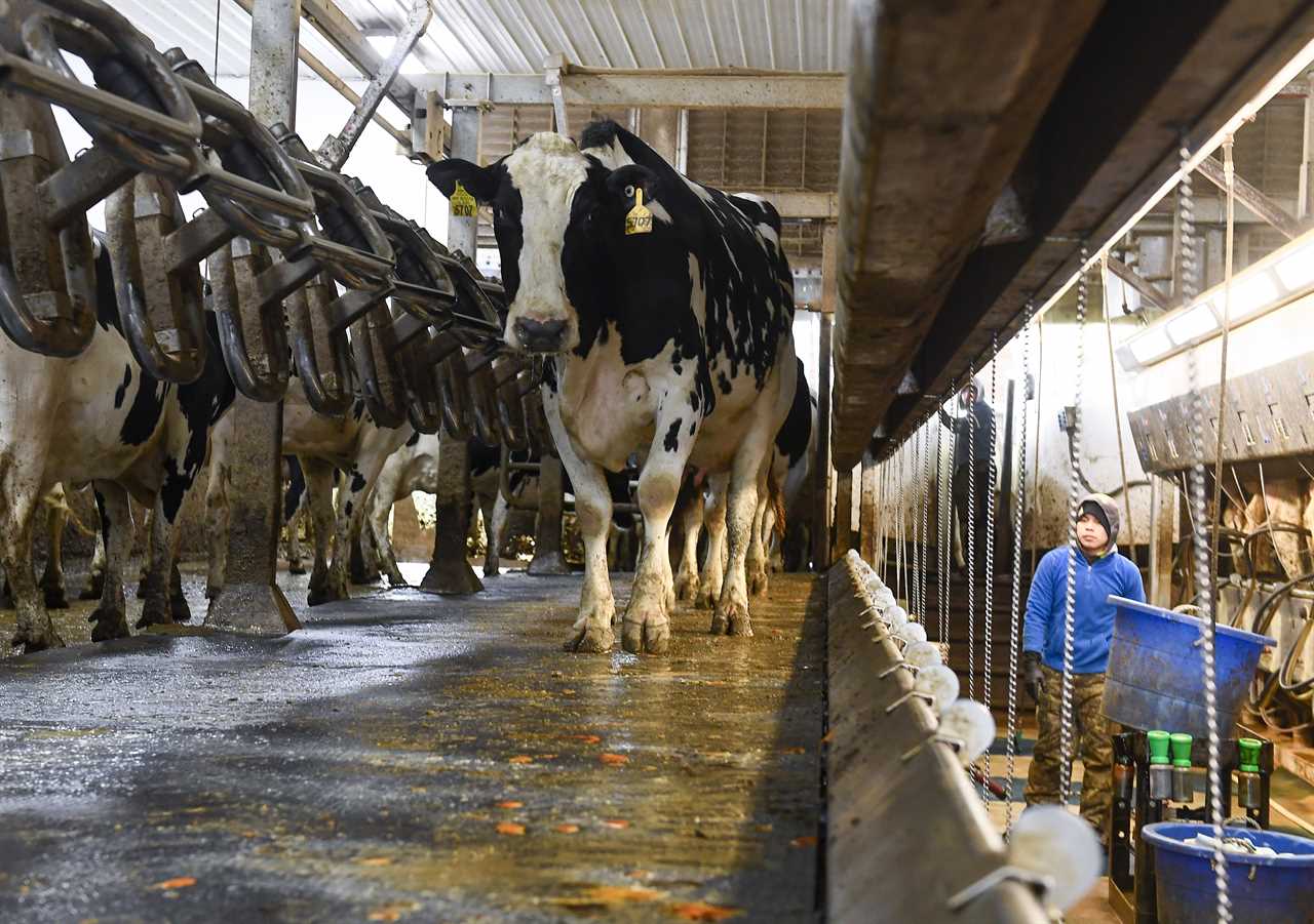 California's emission goals are being supported by cow manure from New York.