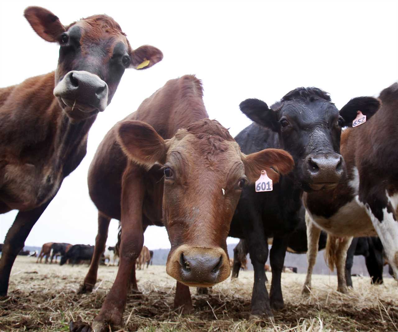 California's emission goals are being supported by cow manure from New York.