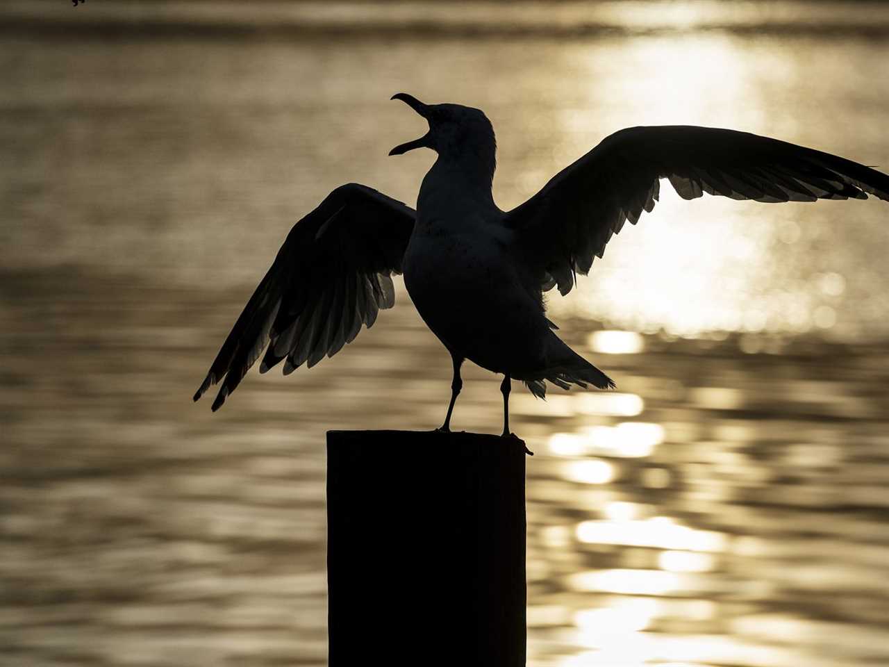 A squawking seagull stands on a pole with its wings outstretched, silhouetted by the sun setting behind it. 