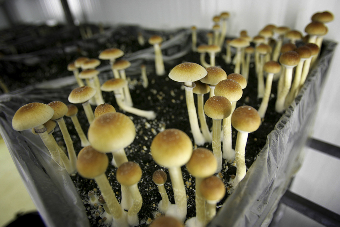 What could'magic mushrooms do to follow the cannabis example?