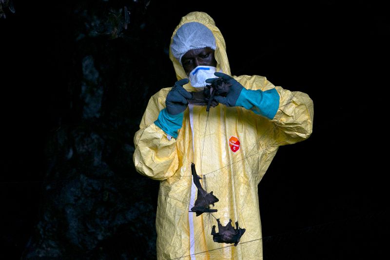 A person in full personal protective gear holds a net in which at least two bats are caught.