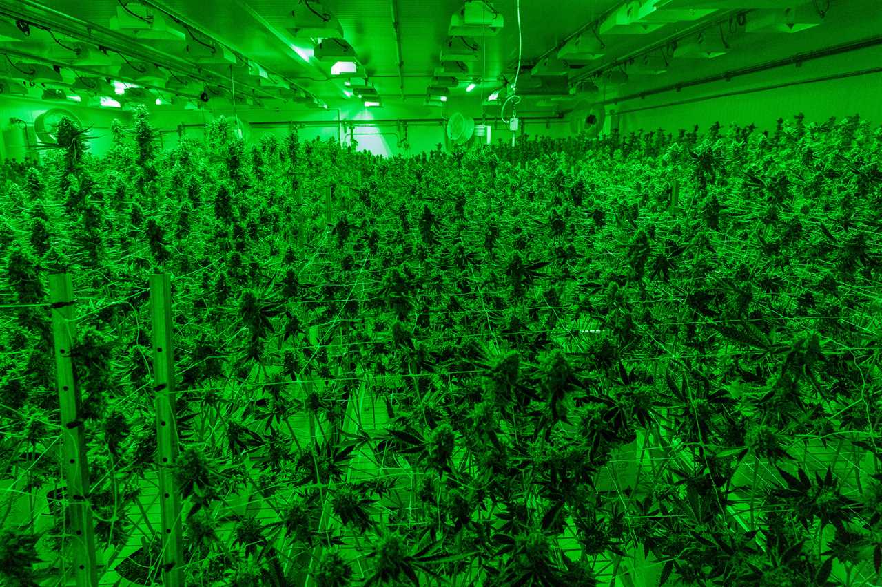 Black Entrepreneurs Are Failing in Detroit’s Weed Market. Is the City to Blame?