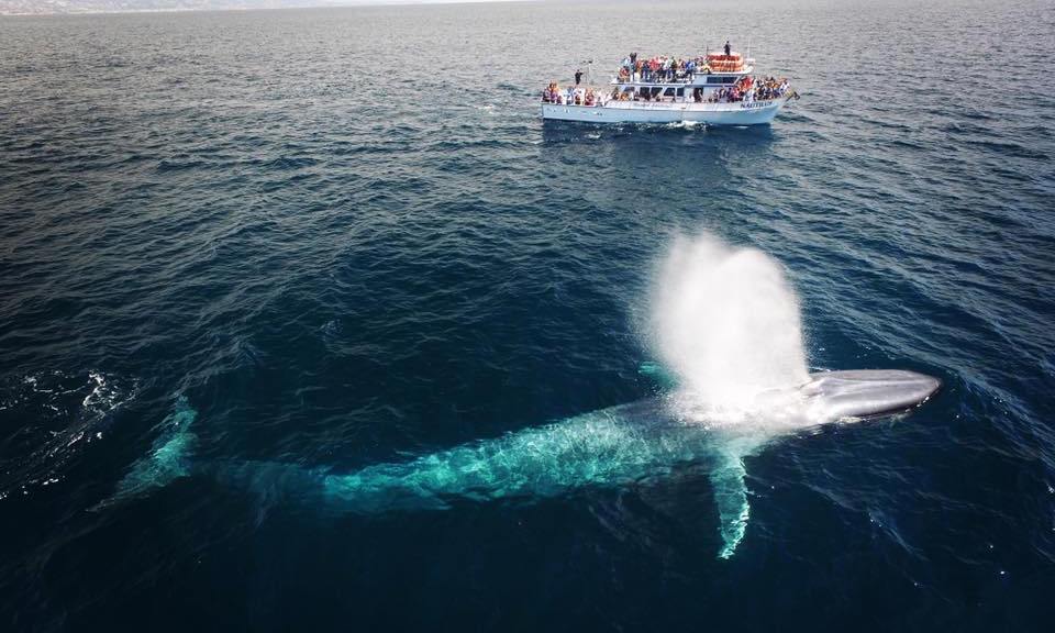 A boat on the ocean with people watching a whale