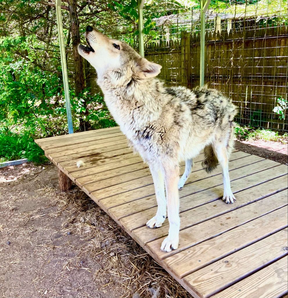 wolf howling at a wolf sanctuary in new jersey