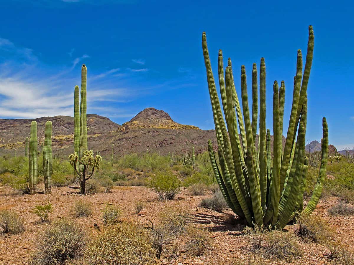 20 Best Camping Sites in ARIZONA State to Visit in 2022