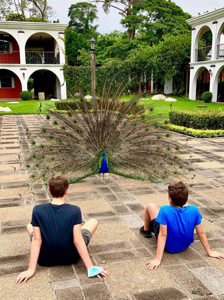 two kids watching a royal peacock