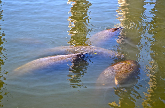 manatee viewing center tampa