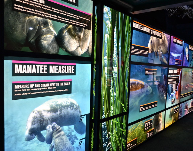 tampa electric manatees