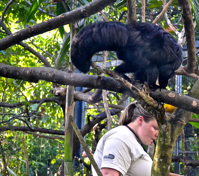 miami zoo reviews