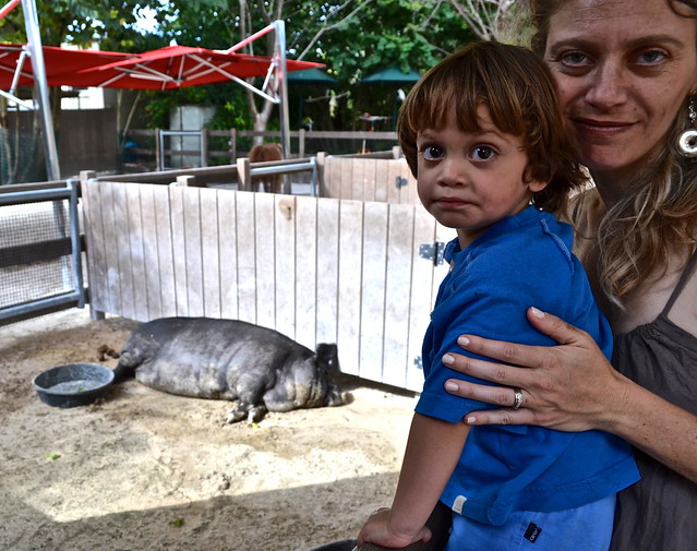 pig watching at miami metro zoo in miami florida