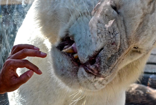 white lions at the jungle zoo miami