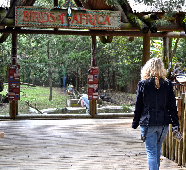 birds of africa exhibit at st. augustine zoo 