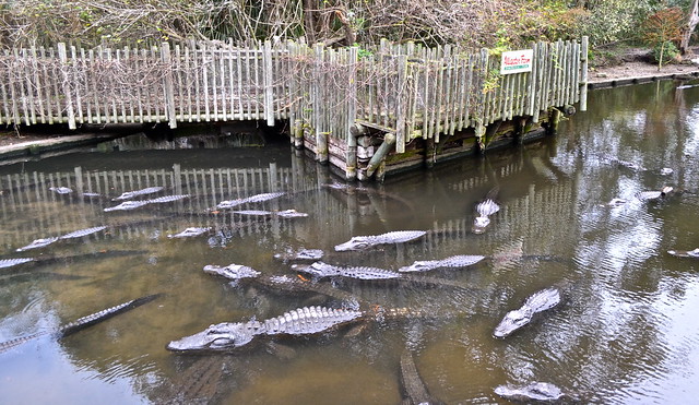 gator pond at st augustine alligator farm exhibits 