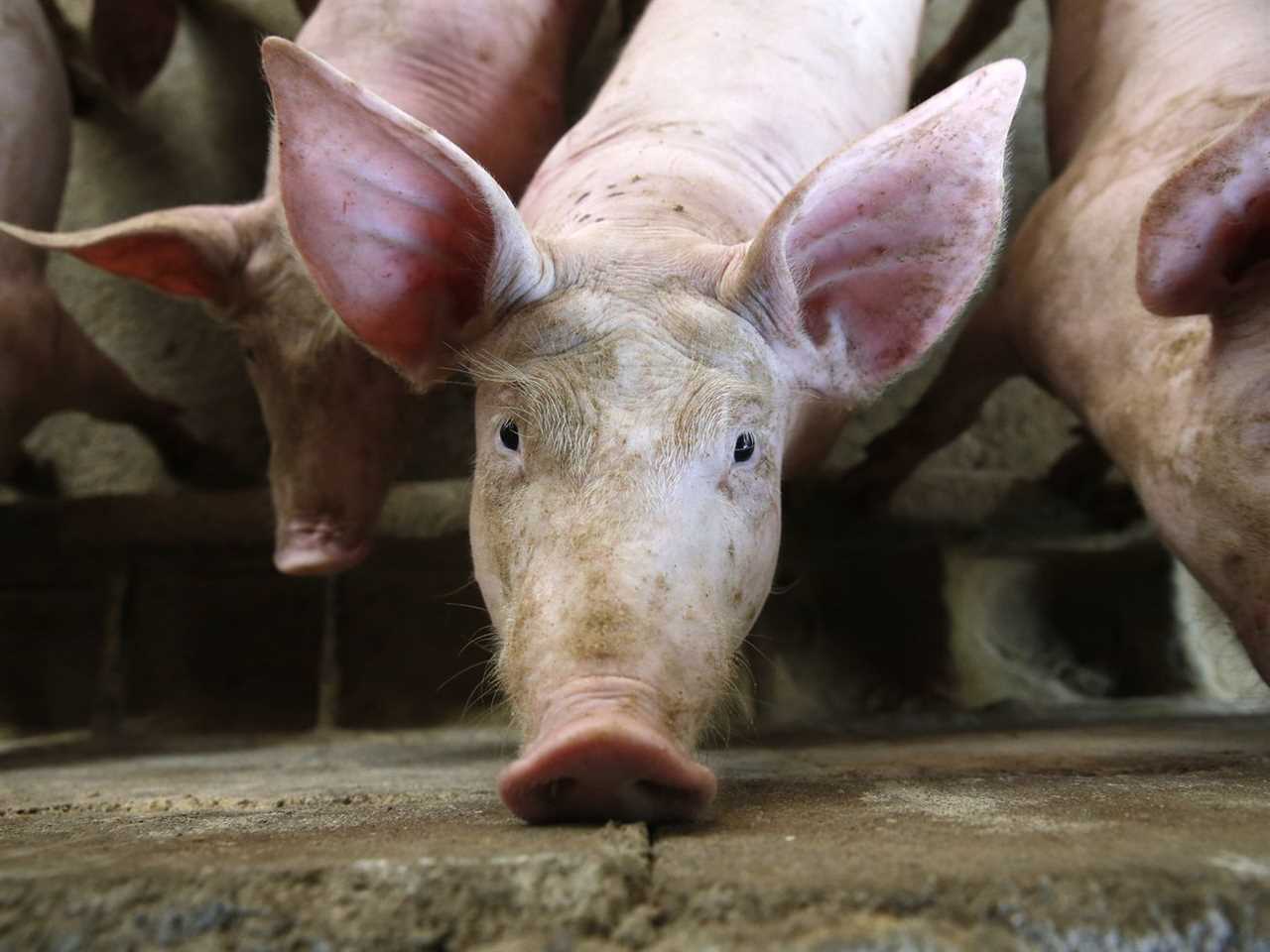 Pigs on a farm in Cambodia.