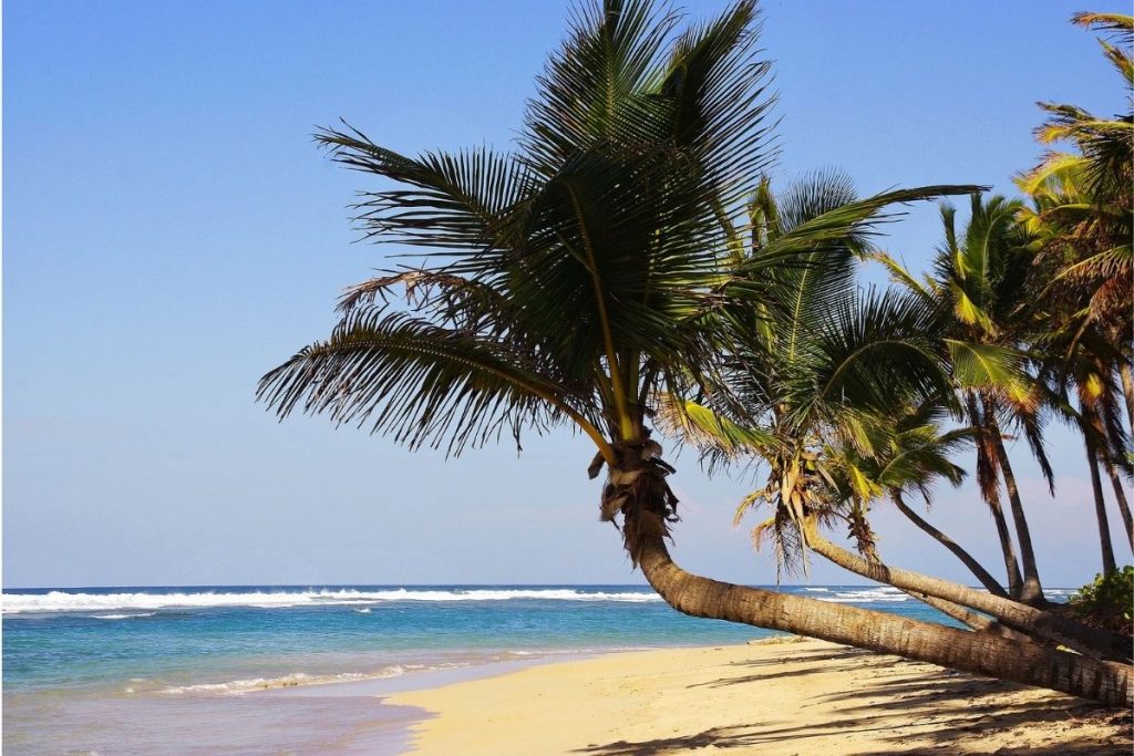 10 Best Dominican Republic Beaches to Visit in 2022 (+Seaweed Information)