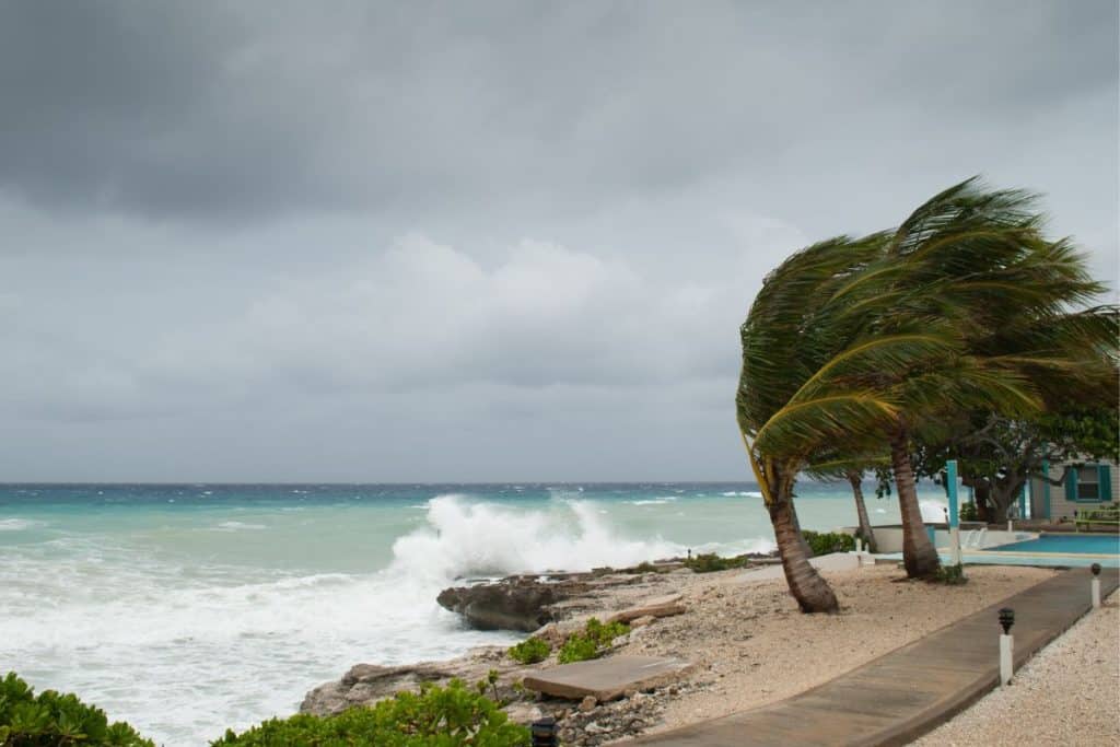 palm trees in hurricane