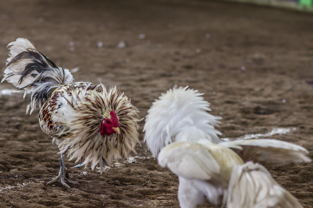 cockfighting sport in thailand