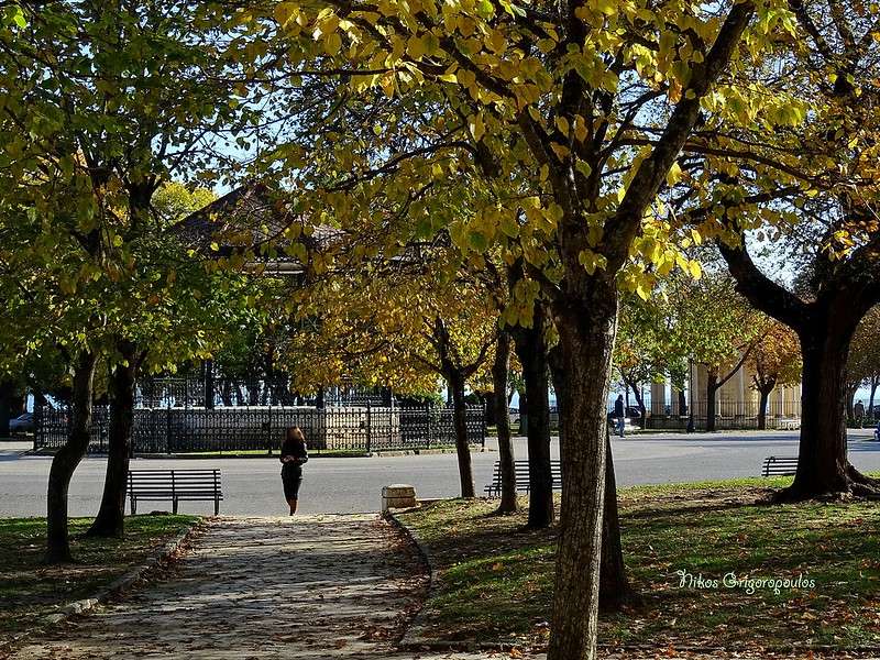 autumn trees in corfu