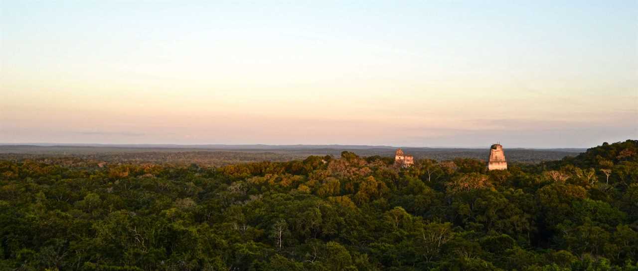 view of the trees and top of mayan piramids in tikal guatemala