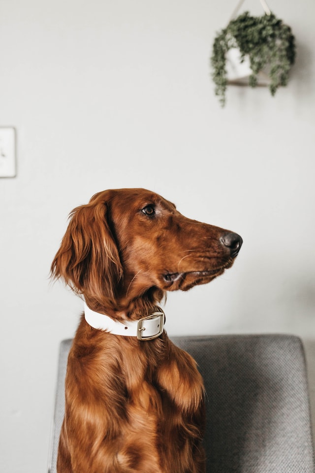 The Top 5 Reasons Your Pooch Needs a Personalized Pet Collar