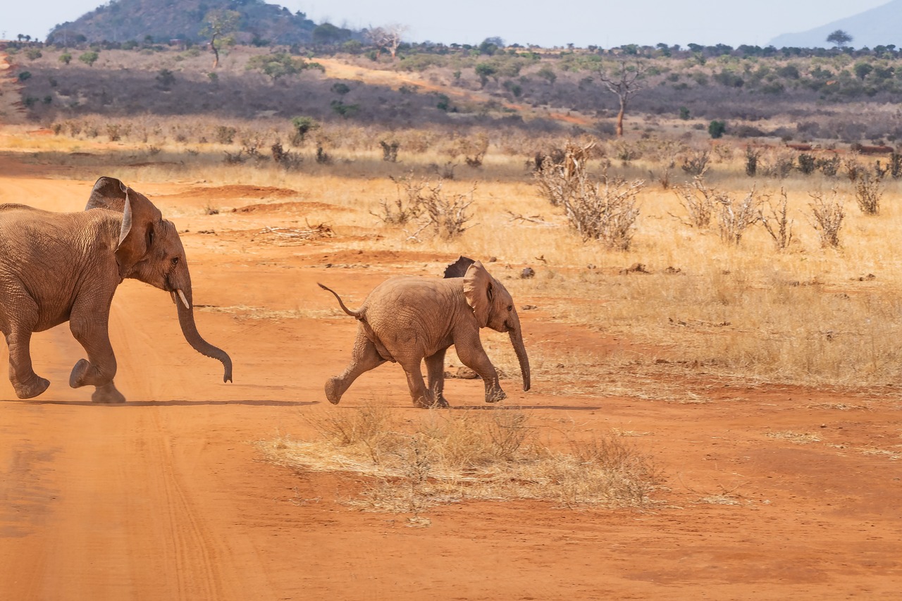 Family Safari Destinations in Africa - South africa