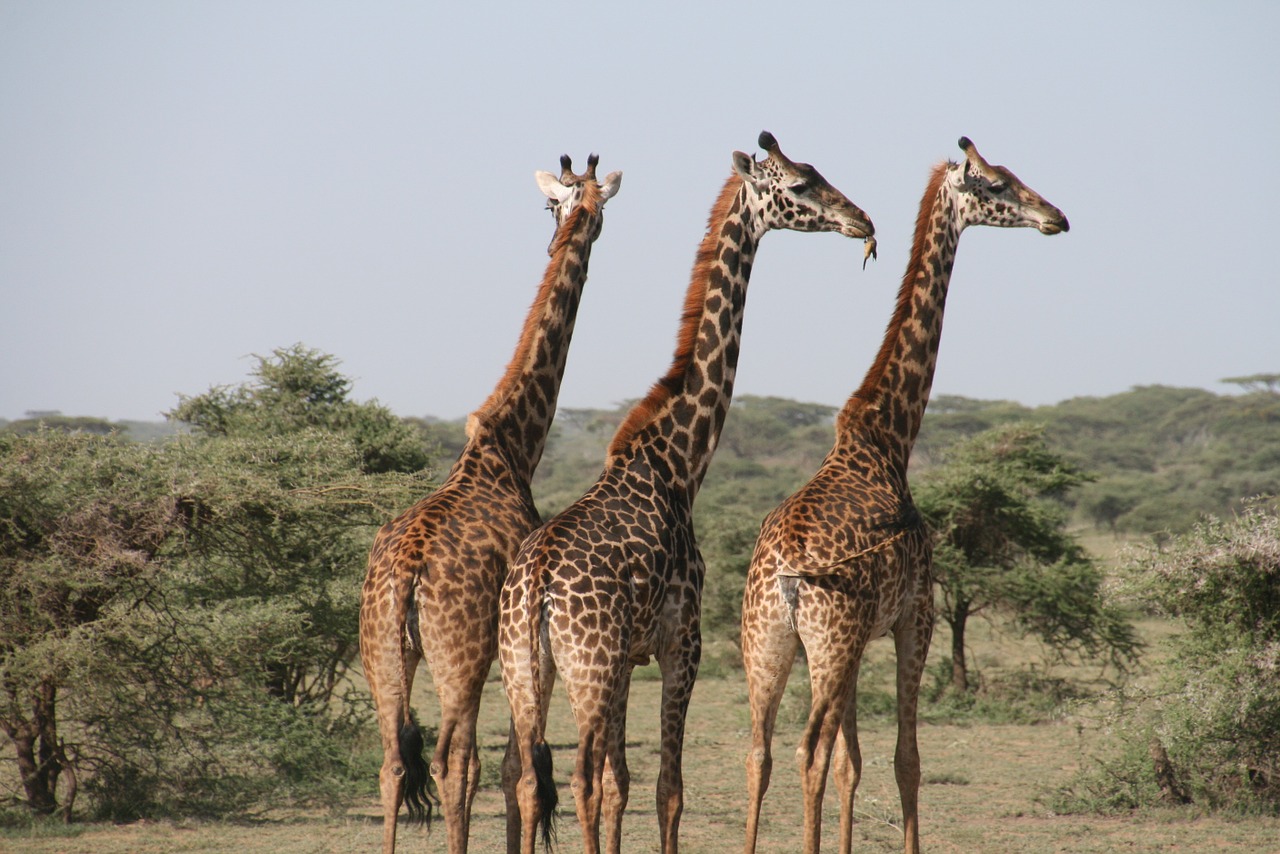 Family Safari Destinations in Africa - Tanzania