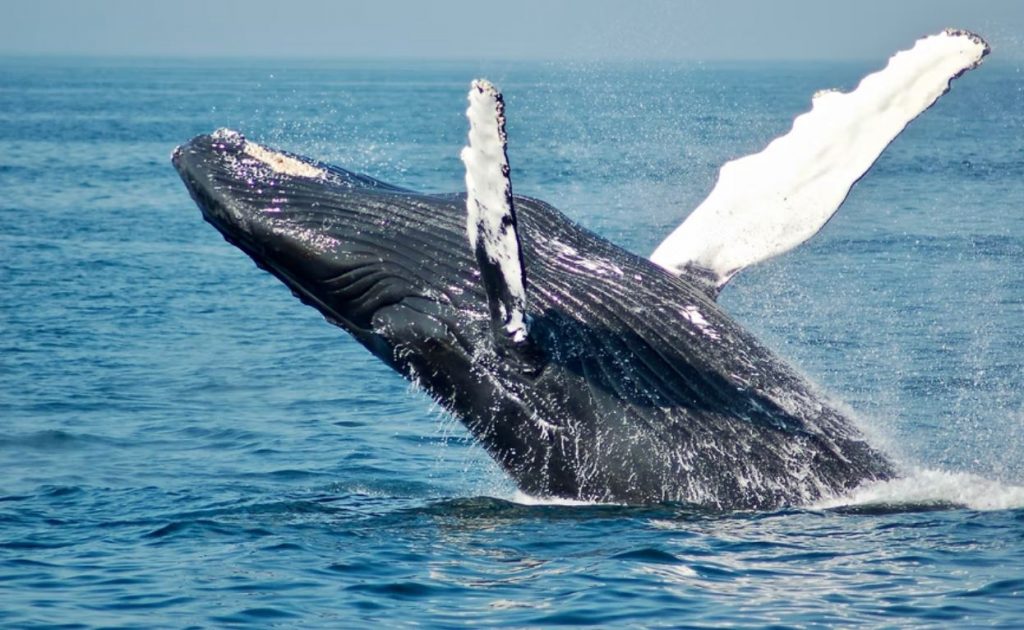 Humpback whales, Bahia Solano