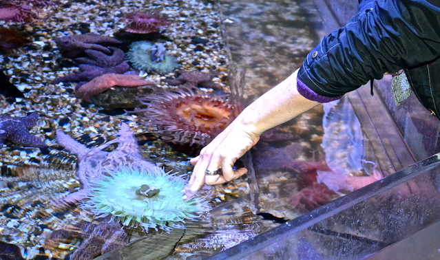 the florida aquarium - petting zoo