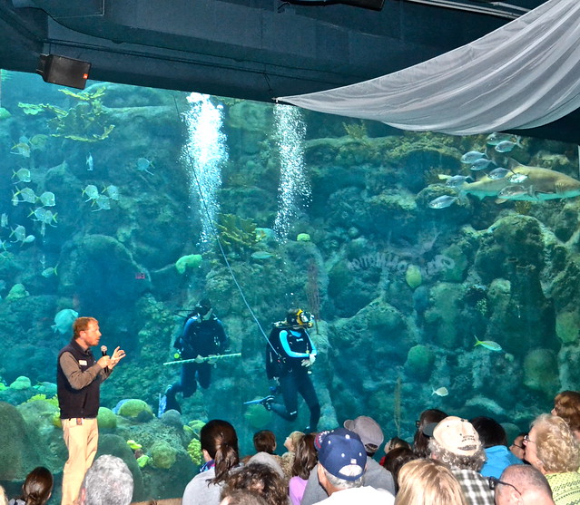 the florida aquarium - divers show