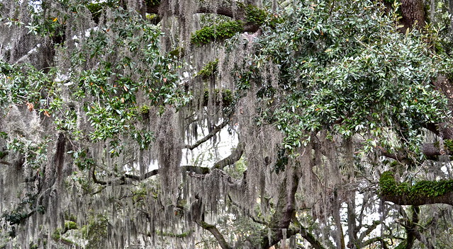 moss covered oak tree in savannah