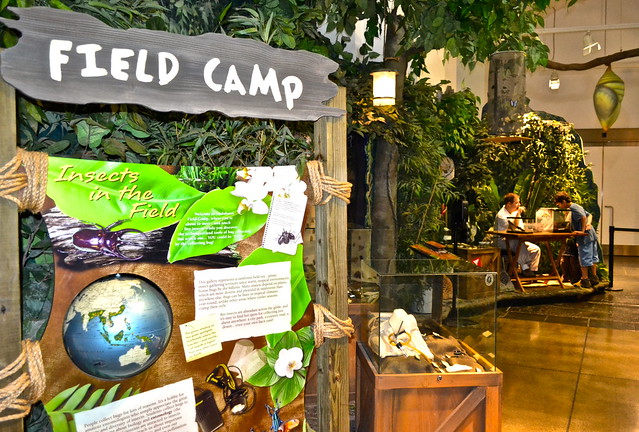 field camp at the audubon insectarium e 