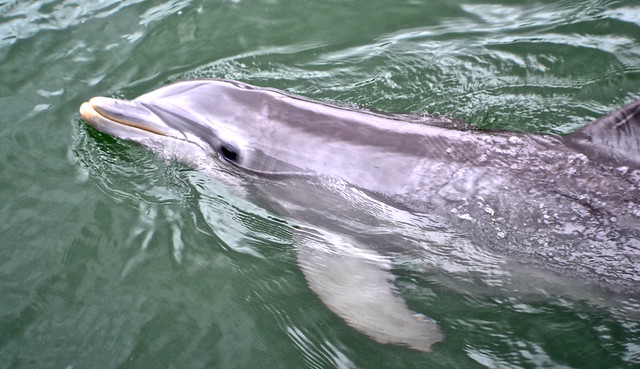 Swimming with Dolphins in key largo fl