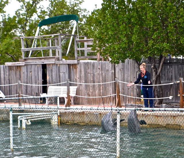 dolphin trainer at dolphinsplus in key largo fl