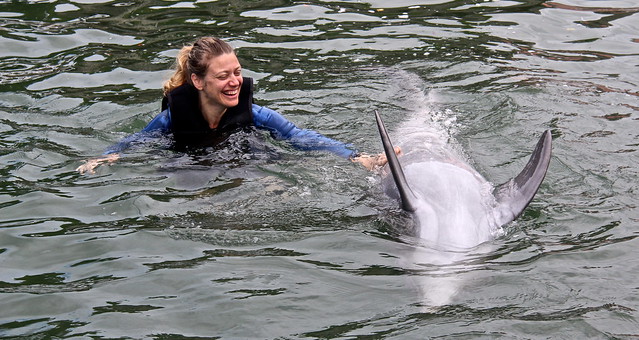 Swimming with Dolphins at Key Largo, Florida