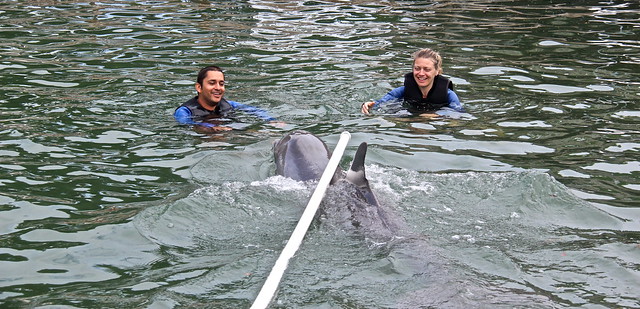 Swimming with Dolphins in Florida