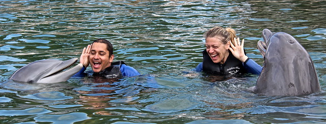 dolphins talking while swimming in ket largo fl