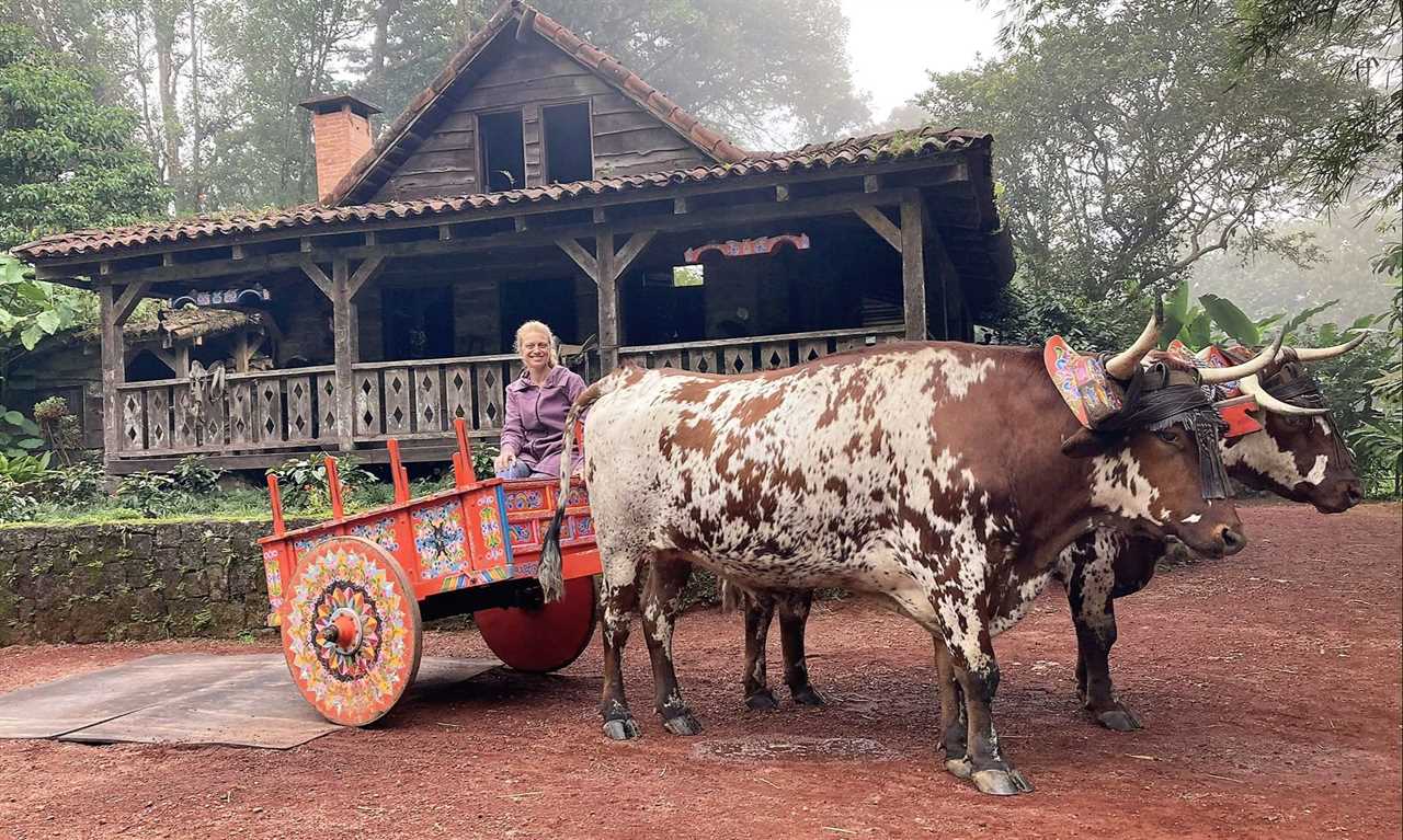 woman in a car pulled by bulls peace lodge