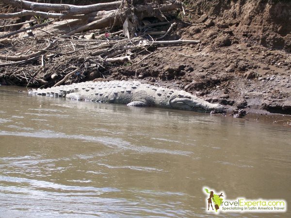 crocodiles at south florida nature centers