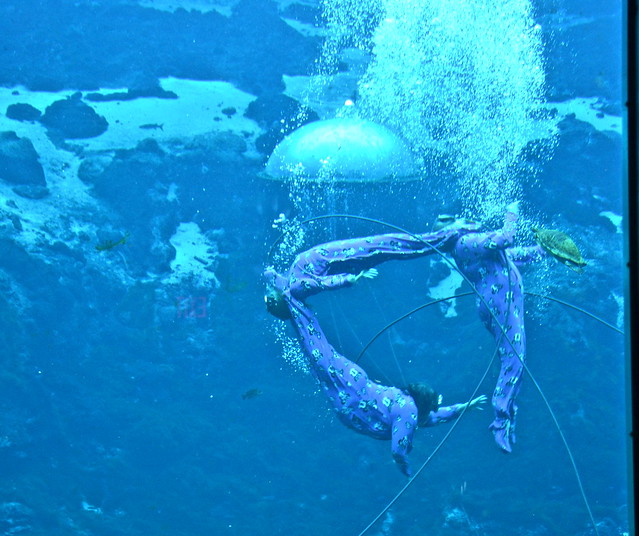 former mermaids of the weeki wachee mermaid shows 