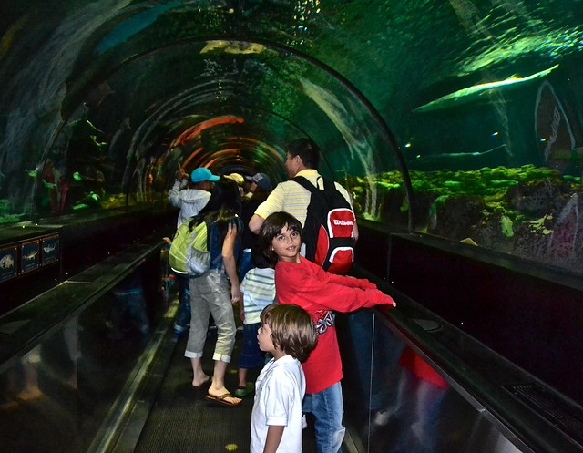 seaworld orlando exhibits shark encounter